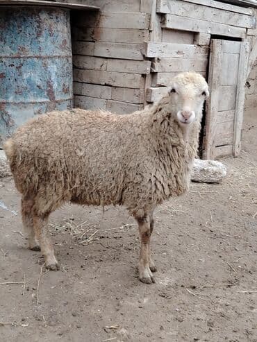 Toyuqlar: Razılaşmaq olar hamsı Erkəkdi qurbanlıqa yararlıdılar — 8