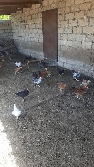 kirpi eti satışı: 60 70 gunluy saqlam ve gozel yeyimcil yem buqda yeyr artiq 400 eded — 2