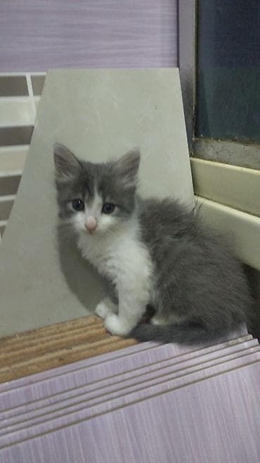 2 ayliq cuceler: 2 ayliq bala pisik sahiplendirilir,ev şəraitində saxlanilib, süddən — 6