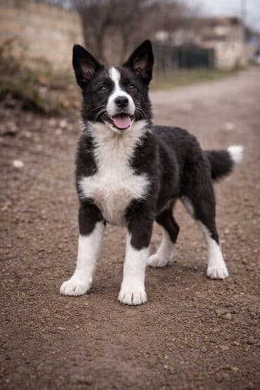 Qara-ağ rəngdə, şən və enerjili it. Orta ölçülü, dik qulaqlar