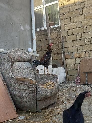 karella qus: 1 illikdi turk cinsidi. satmaqda sebeb tek qalib. fereler kurt yatib — 4