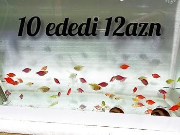 Pişiklər: Sülhsevər — 1