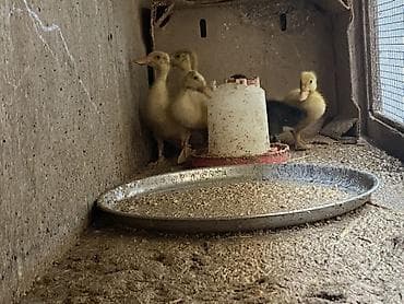 şpits itleri qiymeti: Ördək balaları 6ədəd yumurta üsdündə cavan fərə ördək də var lal — 2