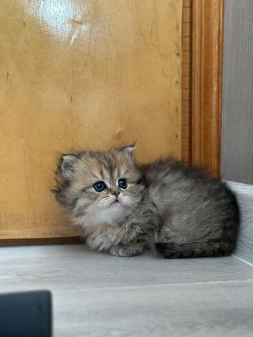 golden balası: Şinşilla, Erkək, Dişi, Yaxşı əllərə, Ünvandan götürmə, Pulsuz çatdırılma, Ödənişli çatdırılma — 2