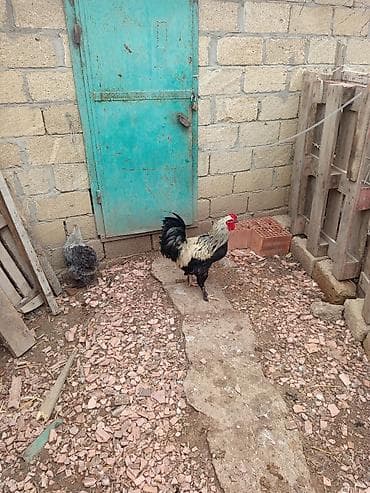 Toyuq, Brama, Damazlıq