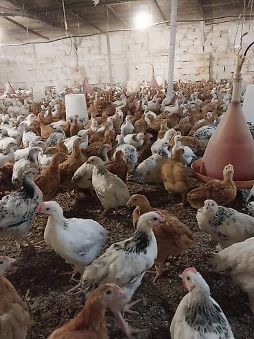 cucə alıram: Toyuq cücələri, Damazlıq — 7