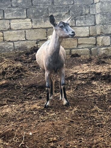 cins inekler: Keciler sağlamdrlar.Damazliğa yarayr.2side bogazdi.1 yaṣları — 5