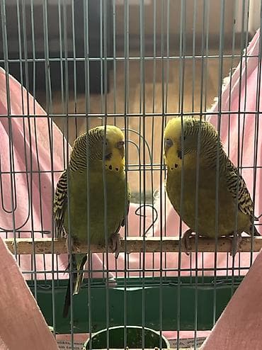 tutuquş: Növbənaz (dalğalı) tutuquşu cütü və qəfəs dəsti. Xüsusiyyətlər: - 2 — 3