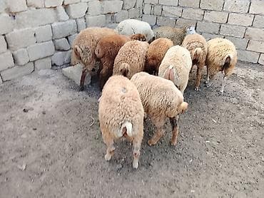 Quzu: Quzu, Erkək, ay: 6, 30 kq, Ətlik, Ünvandan götürmə — 5