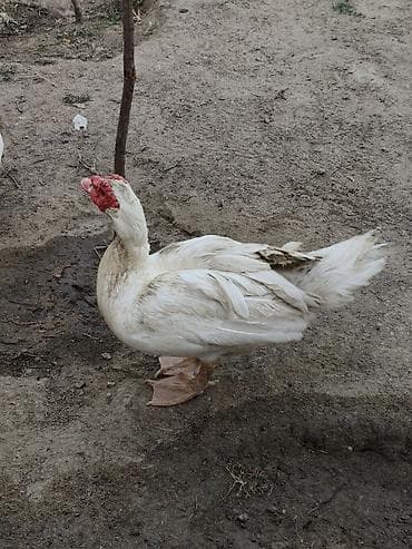 Kənd təsərrüfatı quşları: Erkək, | Lal ördək, Damazlıq, Ünvandan götürmə — 1