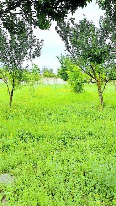 sahe: 24 sot, Tikinti, Mülkiyyətçi, Kupça (Çıxarış) — 5
