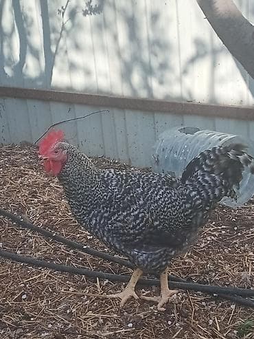 itlerin satisi: Toyuq, Damazlıq — 1