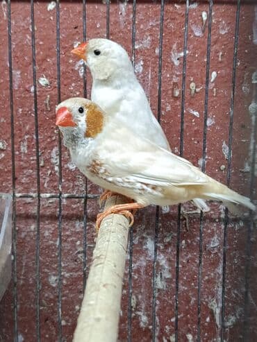 cennet qusu: Amadin quslari. saglam 2 cut izabel mutasya zebra amadin cut 60 manat — 4