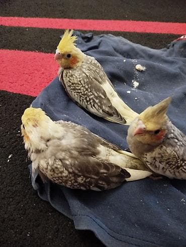 danışan quş: Karella balaları 1 aylıqdır hələ yemə düşməyiblər.Əl ilə bəsləyib ələ — 3