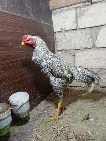 yumurta qoyan heyvanlar: Ata türk ana oshamo mart becesidi — 1