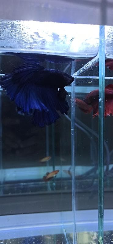 akvarium: Betta (Petuşok balığı), Ünvandan götürmə — 9