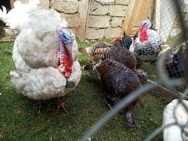 Dişi, Damazlıq, Pulsuz çatdırılma, Ödənişli çatdırılma, Rayonlara çatdırılma lalafo.az -da Dişi, Damazlıq, Pulsuz çatdırılma, Ödənişli çatdırılma, Rayonlara çatdırılma