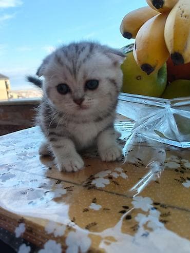 pişikler: Şotland — 4