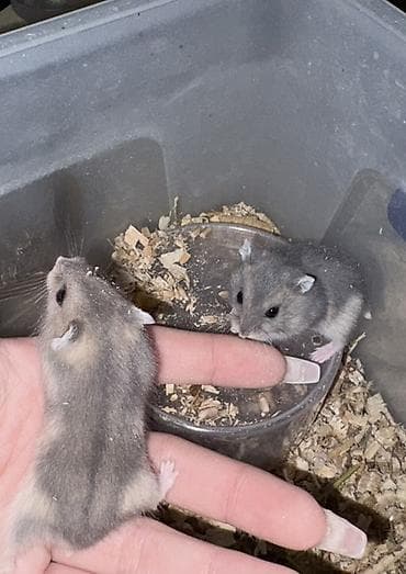 Gözəl rəngli cırtdan xomyaklar - Növ: cırtdan/djungar xomyakı (qısa