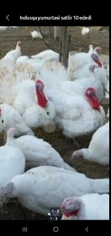 Quşlar: Salam tam mayali yumurtalar bizde isdeyen buyra biler catdirilma var — 2