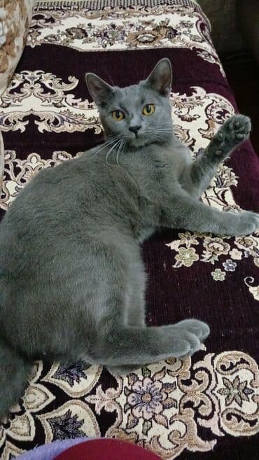 Britan, Dişi, Yaxşı əllərə, Pulsuz çatdırılma