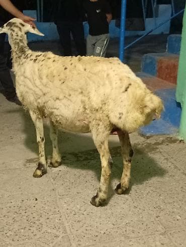 iri buynuzlu heyvanlar: Satılır: qoyun Təsvir: - Qarabaşaqlı, xallı rəngdə dişi qoyun - — 1