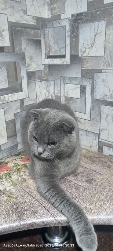 pişik dırnaq: Şotland — 3