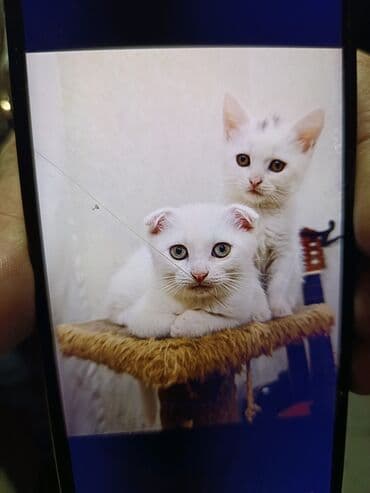 pişiy pulsuz: Erkək, Yaxşı əllərə, Pulsuz çatdırılma — 1