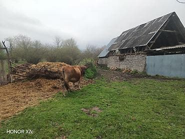 iri buynuzlu heyvan: Dişi, il: 7, Südlük, Ünvandan götürmə — 4