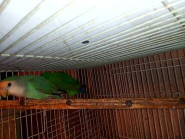 tuk tuk mmc: Nerazlucnik fişer ayrilmazlar maskvıy deyillər cütdu satılır hazır — 4