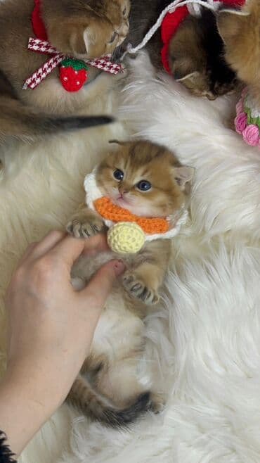 it cinsleri adları: Gold shinshilla skodish balalar — 4