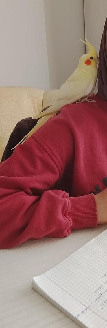 ev quslarinin satisi: El quwu rucnoy Karella sultan papuqayi satiram əl quşudu, rucnoydu — 3