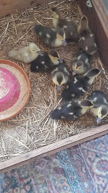 ordek balalari: 6 günlük 10 dene bala tam mayalanmış zümrüdü krasnadar lavanda 5 m — 3