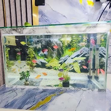 akvarium gəncə: Şüşə akvarium 2 eded dekor bezakli daslar 18 eded GLOFİSH BALİGİ — 5