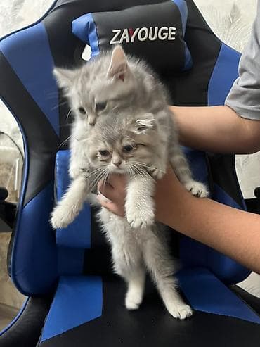 heyvan: Skottish Fold/Skottish Straight balaları - Cins: Scottish Fold — 3