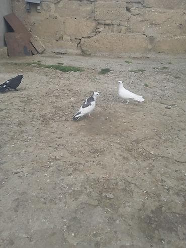 amadin satilir: Kəkilli boynu qüllü çəp maya satılır — 2