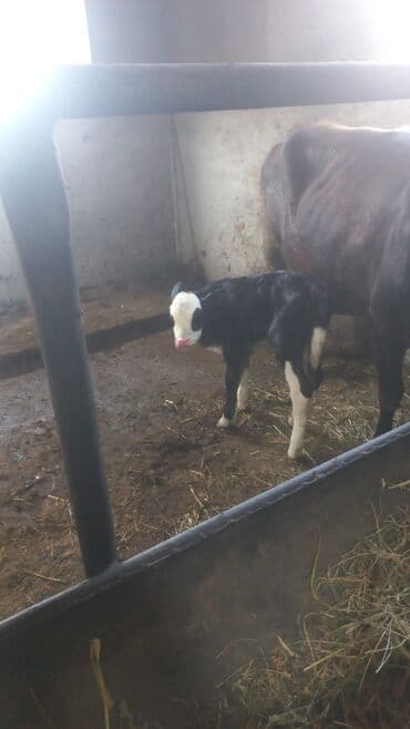 Inəklər, öküzlər: Salamlar iri buynuzlu mal aliram kimdə var xeber etsin boğaz qisir — 4