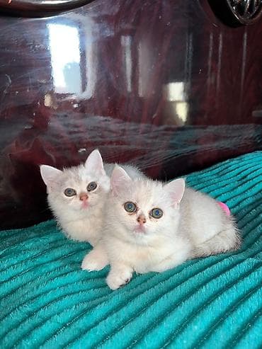 Quşlar: Britan — 4