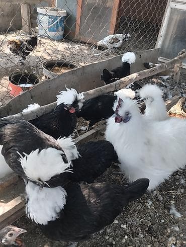 qefes: Toyuq, Damazlıq, Ödənişli çatdırılma, Ünvandan götürmə — 3