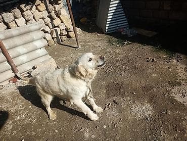 afcarka bala: Retriever, 1 il, Erkek — 2