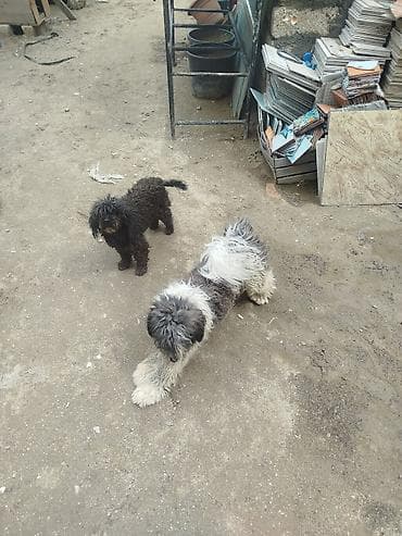 dok it: Peyvəndli — 3