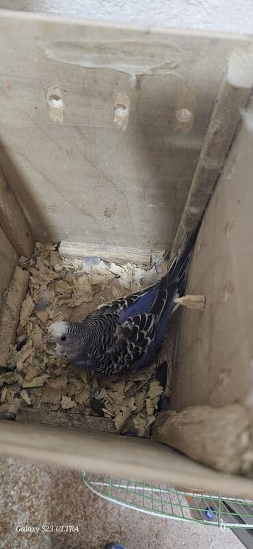 попугай ара цена: Papuqaylar satılır — 3
