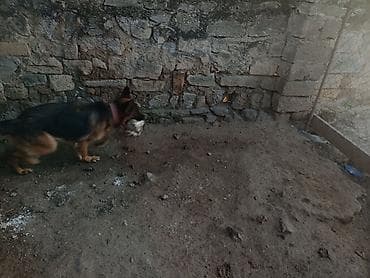 ev heyvanlari satisi: Alman çoban iti, 1 il, Rayonlara çatdırılma — 3