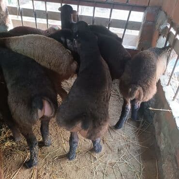 Salam hervaxdız xeyir saxlamlıq quzularm cxdı satqa isdiyen elaqe — 6