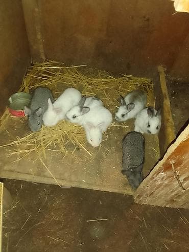 Balaca dovşan balaları satılır biri 5azn ana sı yerli atası təmiz