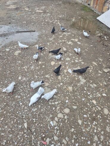 стол стойка для кухни: Qonaq masası — 1