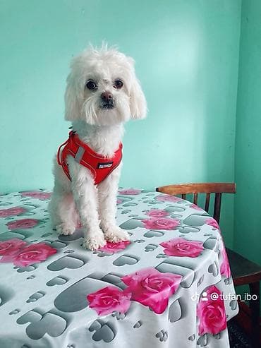Heyvanlar üçün mallar: Maltese balonka tam saglam heyvandir butün peyvent ve qurt dermanlari — 6