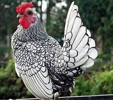 xamyak qəfəs: Toyuq, Damazlıq — 2