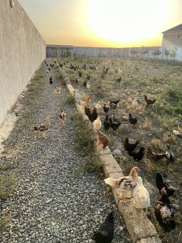 cücə və xoruz: Toyuq, Australorp, Brama, Damazlıq, Ünvandan götürmə — 12