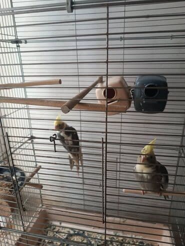 5 ədəd korella 2si 6 ayliqdi 3-ü 3 ayliqdi saqlam quslardi zoo maqazin — 2